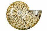 Polished Ammonite (Cleoniceras) Fossil - Madagascar #365065-1